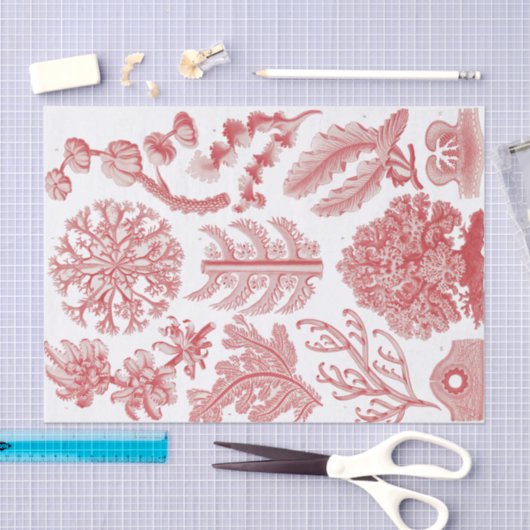  Poster Ernst Haeckel Seaweed Tissuepapier (Craft)