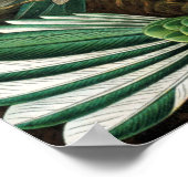 Poster Ernst Haeckel Trochilidae Hummingbird (Hoek)