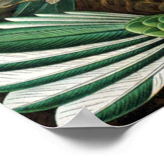 Poster Ernst Haeckel Trochilidae Hummingbird (Hoek)