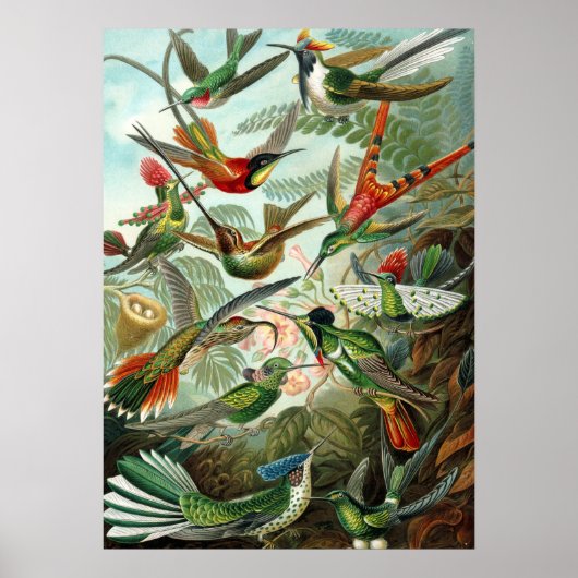 Poster Ernst Haeckel Trochilidae Hummingbird (Voorkant)