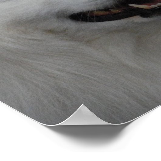 Poster Eskimo Dog (Hoek)