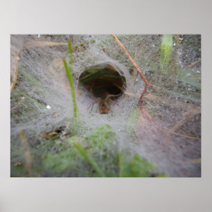 Poster European Funnel Web Spider