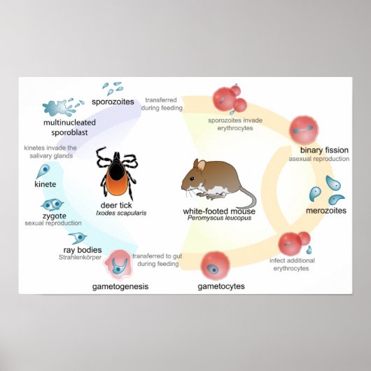 Poster Figuur Babesia microti levenscyclus (Voorkant)