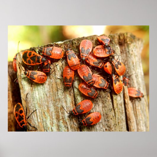 Poster Firebugs (Voorkant)