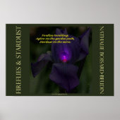 poster "Fireflies & Stardust" Portfolio (16,5 x 11 (Voorkant)