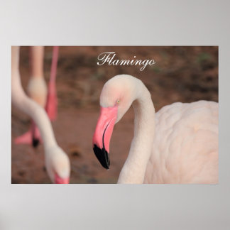 Poster Flamingo
