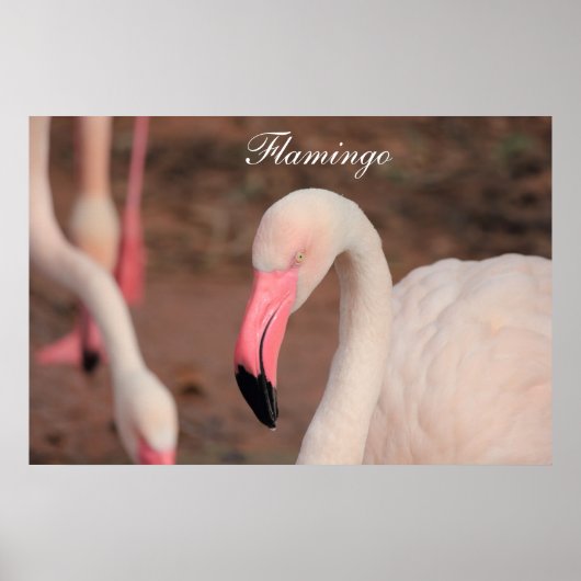 Poster Flamingo (Voorkant)