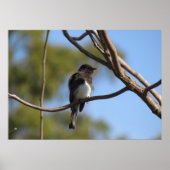 Poster - Flycatcher (Voorkant)