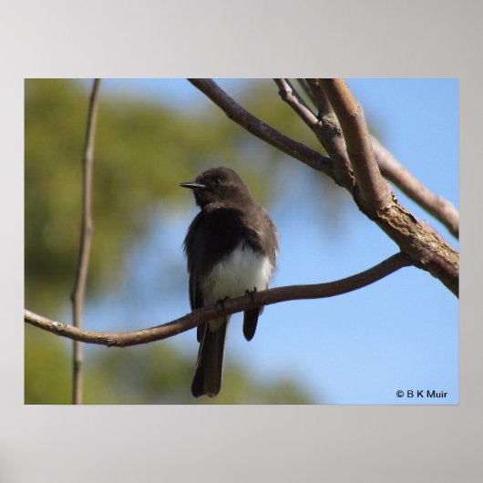 Poster - Flycatcher-profiel (Voorkant)