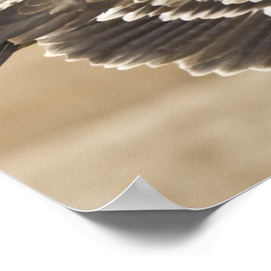 Poster Flying Eagle Print (Hoek)