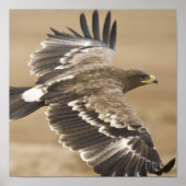 Poster Flying Eagle Print (Voorkant)