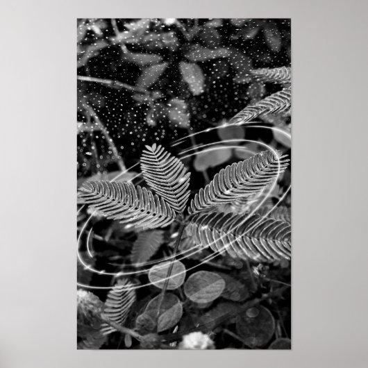 Poster Folhas - P&B (Voorkant)