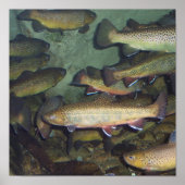 Poster forel (Voorkant)