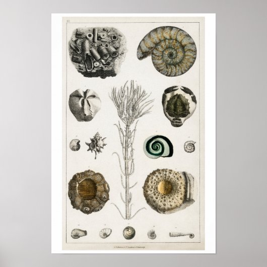 POSTER  FOSSILILLUSTRATIE (Voorkant)