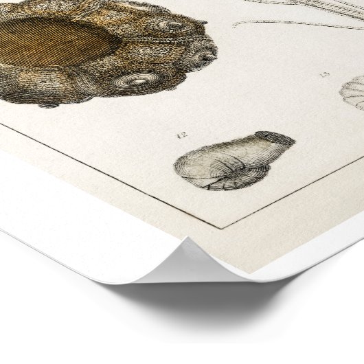 POSTER  FOSSILILLUSTRATIE (Hoek)