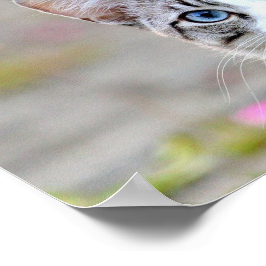Poster Foto katten, dieren. (Hoek)