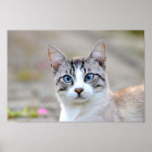 Poster Foto katten, dieren. (Voorkant)