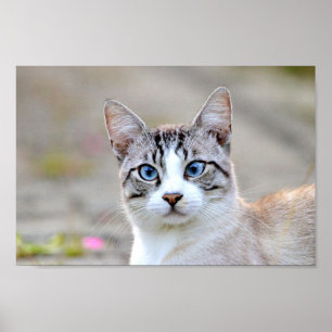 Poster Foto katten, dieren.