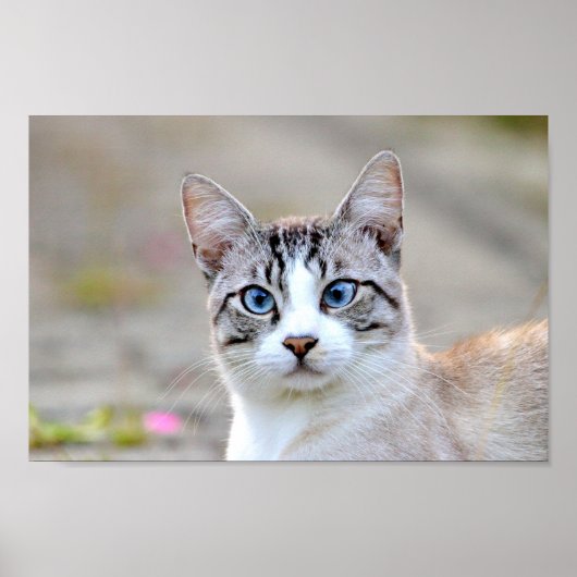 Poster Foto katten, dieren. (Voorkant)