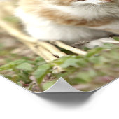 Poster Foto katten, dieren. (Hoek)