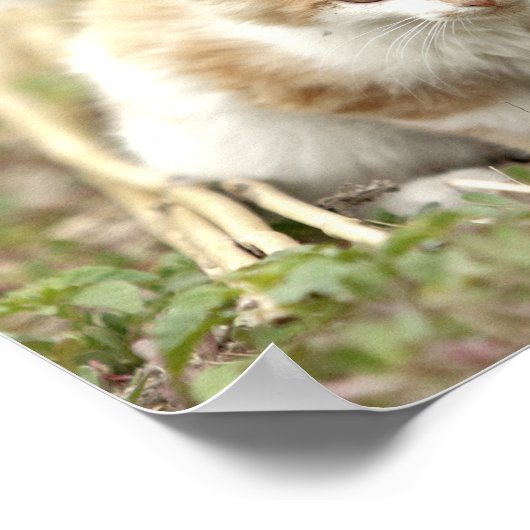 Poster Foto katten, dieren. (Hoek)