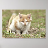 Poster Foto katten, dieren. (Voorkant)