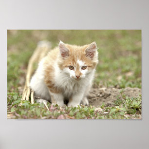 Poster Foto katten, dieren.