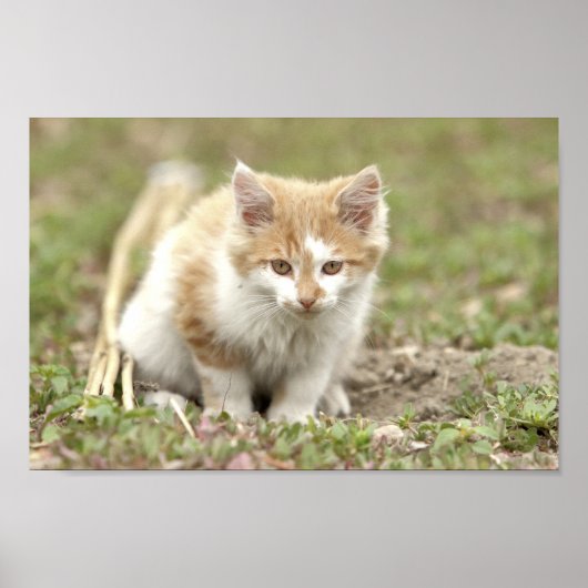 Poster Foto katten, dieren. (Voorkant)