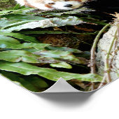 Poster Foto: red panda, animal 0507. (Hoek)
