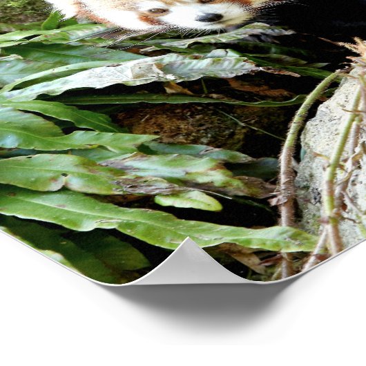 Poster Foto: red panda, animal 0507. (Hoek)