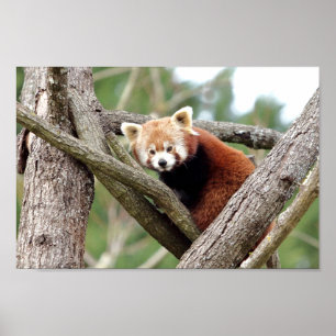 Poster Foto: red panda, animal 0508.