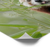 Poster Foto: red panda, animal 0509. (Hoek)
