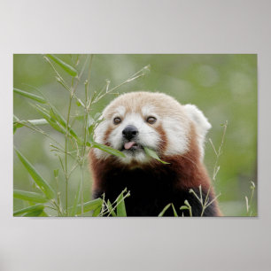 Poster Foto: red panda, animal 0509.
