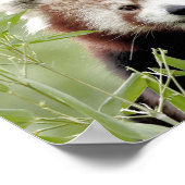 Poster Foto: red panda, animal 0510. (Hoek)