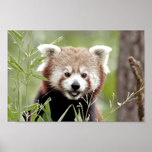 Poster Foto: red panda, animal 0510. (Voorkant)