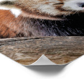 Poster Foto: red panda, animal 0511. (Hoek)
