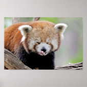 Poster Foto: red panda, animal 0511. (Voorkant)
