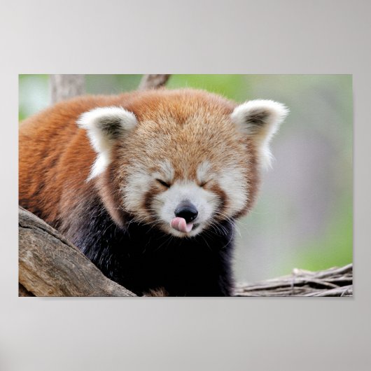 Poster Foto: red panda, animal 0511. (Voorkant)
