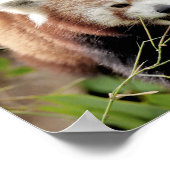 Poster Foto: red panda, animal 0513. (Hoek)