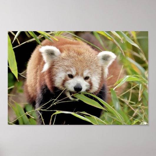 Poster Foto: red panda, animal 0513. (Voorkant)