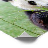 Poster Foto reus panda, animal 0333. (Hoek)