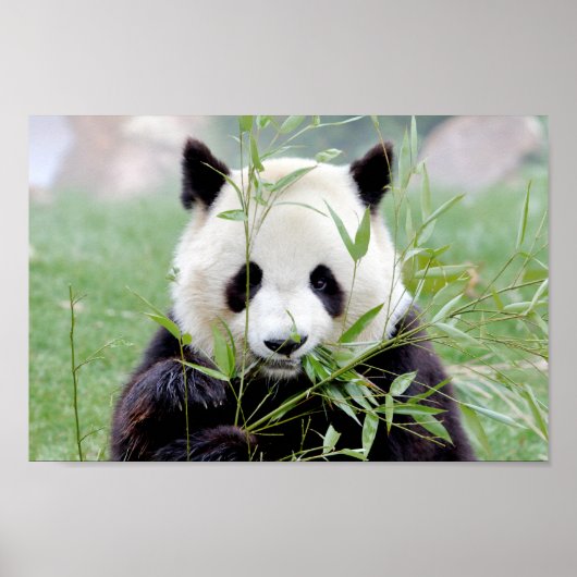 Poster Foto reus panda, animal 0333. (Voorkant)
