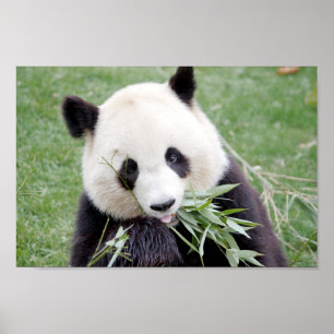 Poster Foto reus panda, animal 0334.