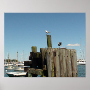 Poster: Foto van Martha's Vineyard Poster