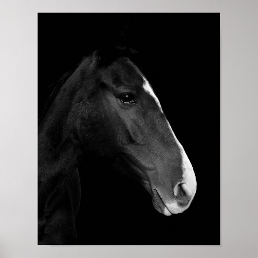 Póster, fotografía caballo blanco y negro. poster (Voorkant)