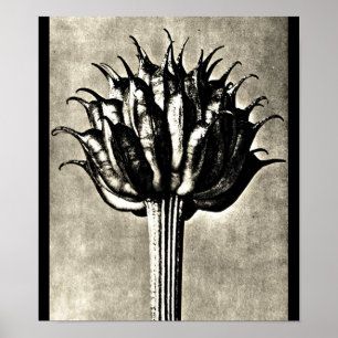 Poster- Fotografie-Karl Blossfeldt 18 Poster