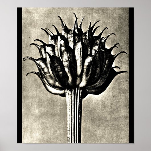 Poster- Fotografie-Karl Blossfeldt 18 Poster (Voorkant)