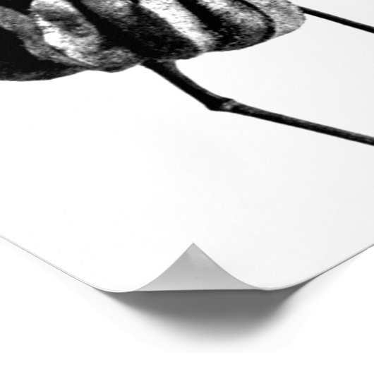 Poster- Fotografie-Karl Blossfeldt 23 Poster (Hoek)