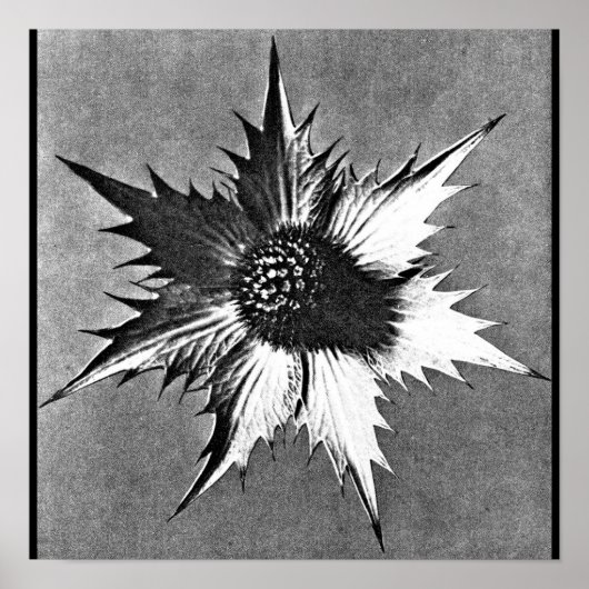 Poster- Fotografie-Karl Blossfeldt 27 Poster (Voorkant)