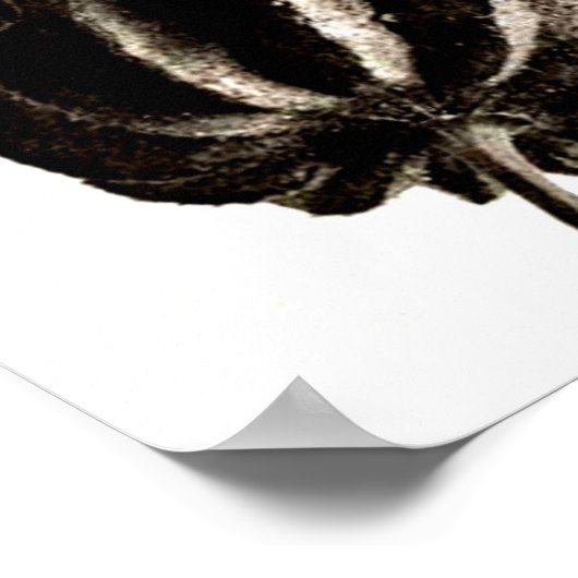 Poster- fotografie-Karl Blossfeldt 38 Poster (Hoek)